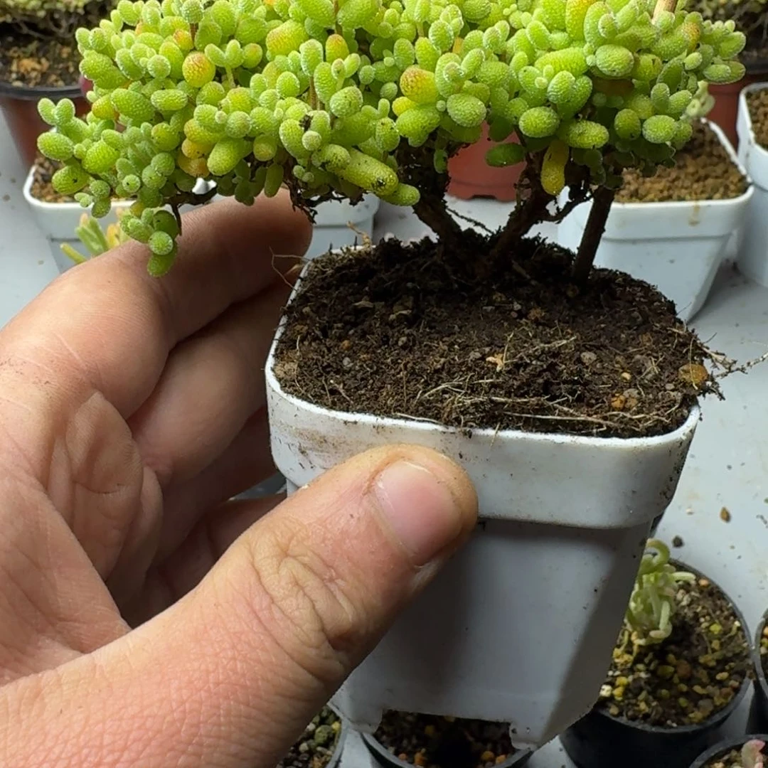 静*肉多肉植物枝干番杏