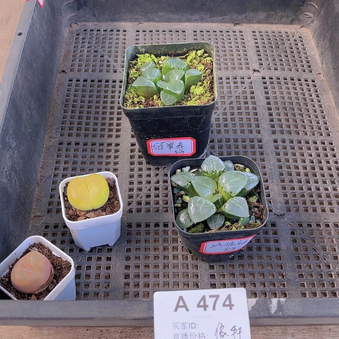 多肉474多肉植物，