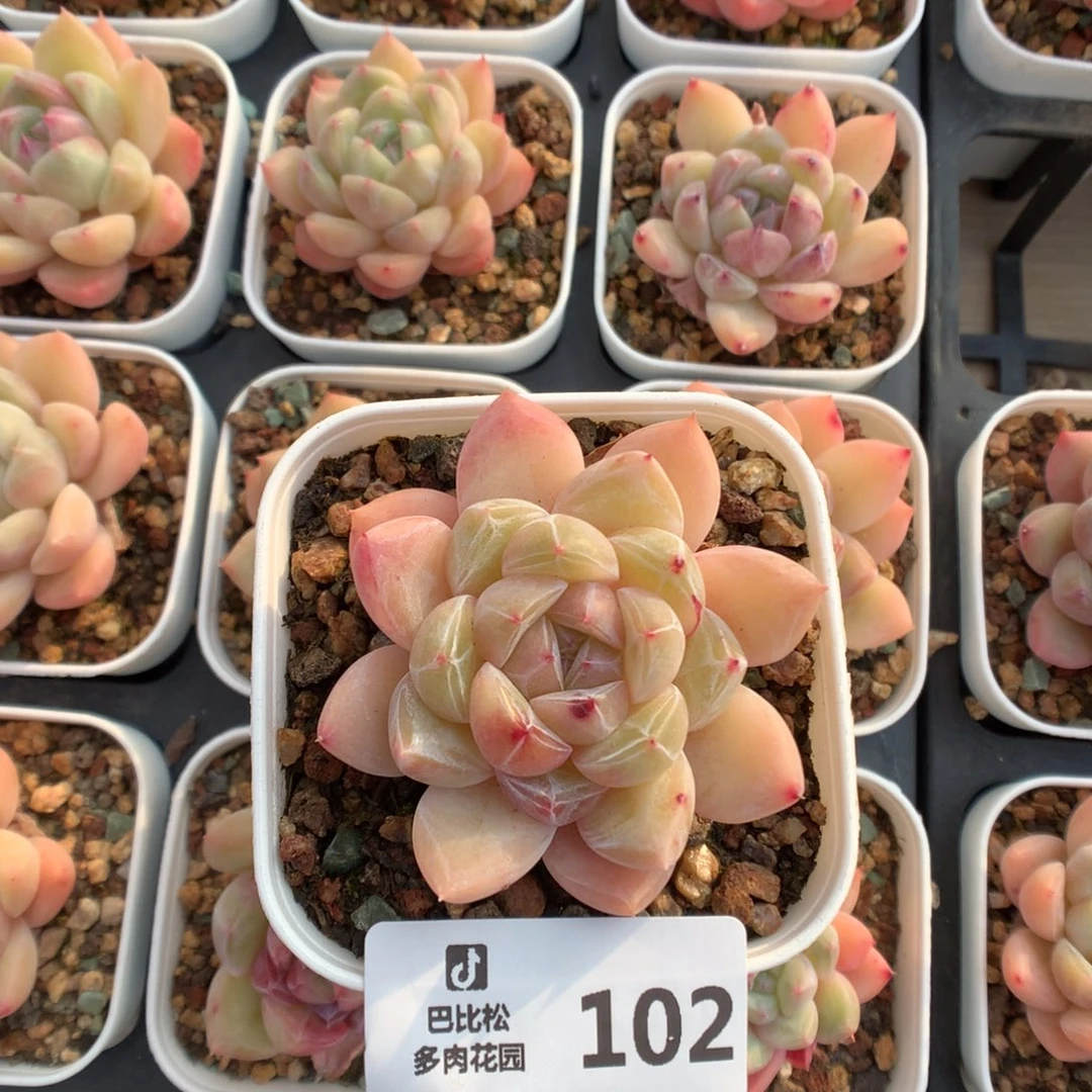 102钻石珍妮多肉植物