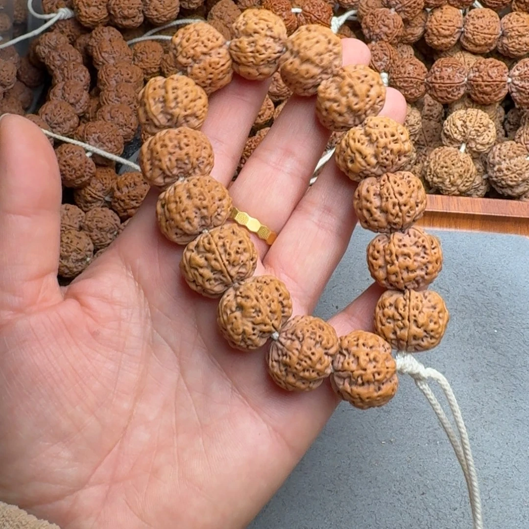 光****菩提菩提19号尼泊尔大金刚21六瓣梅花