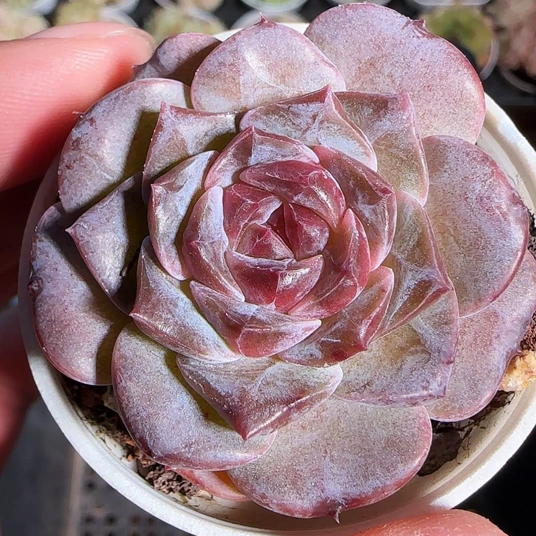 1120------33车厘子冰魄