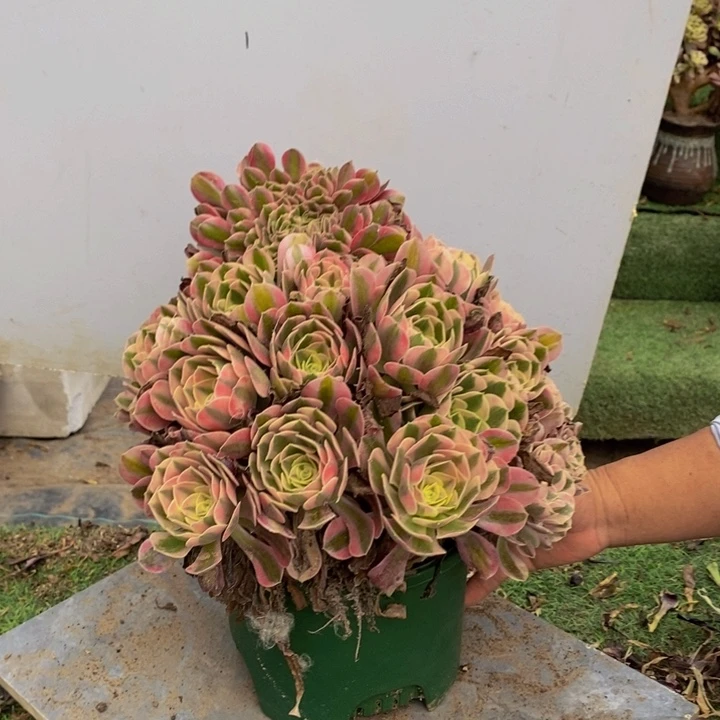 减***8158号香妃缀化多肉1颗