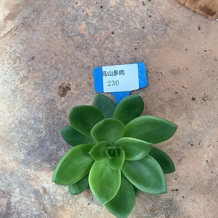 230-直播福利 翠花