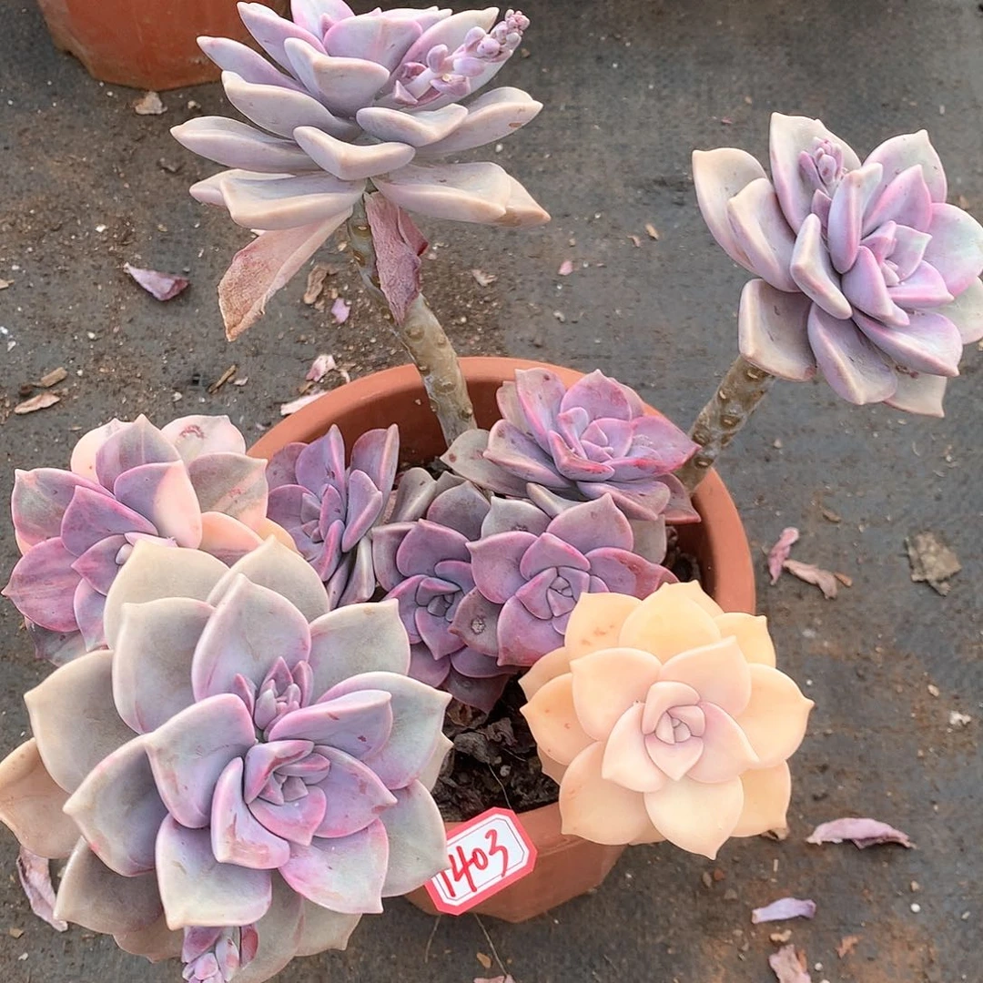 洋****Y紫乐锦1403晓晓一物一拍