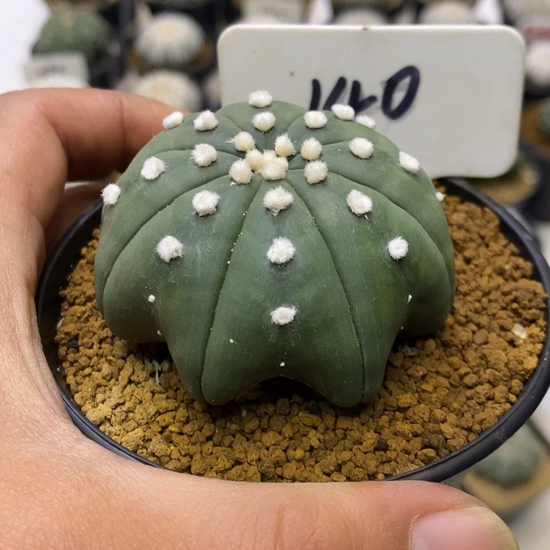 140琉璃高脚海星漏漏漏