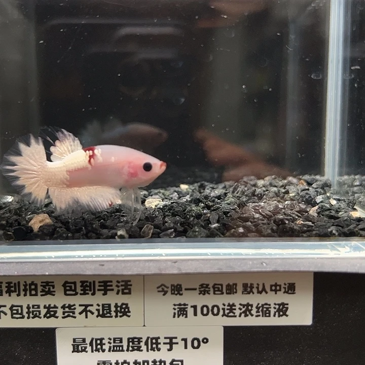 斗鱼竞拍跑单拉黑30日95