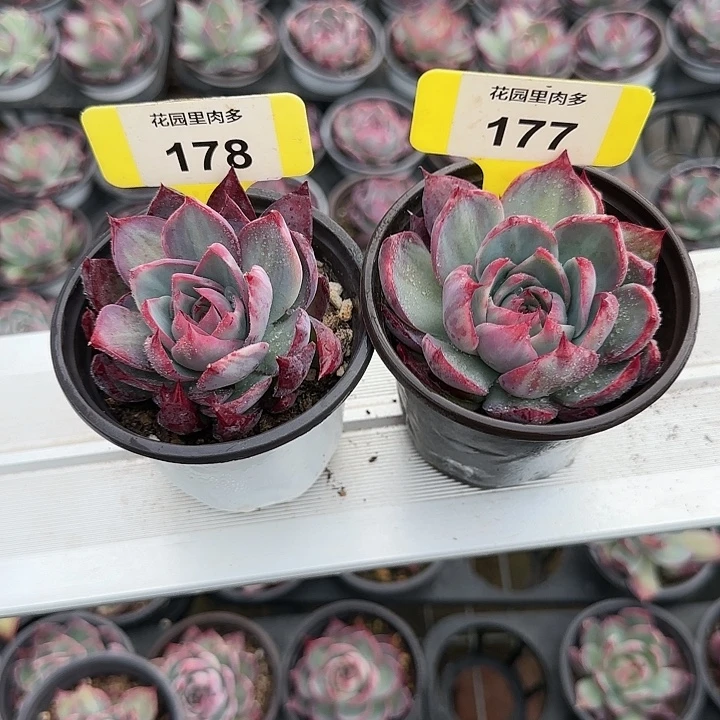 囍***嘻178,177 惊鸿仙子多肉植物6-9cm