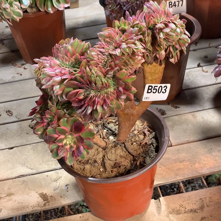 503荔枝缀多肉法师