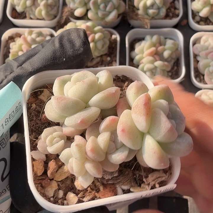 120 号到手1框一物一拍