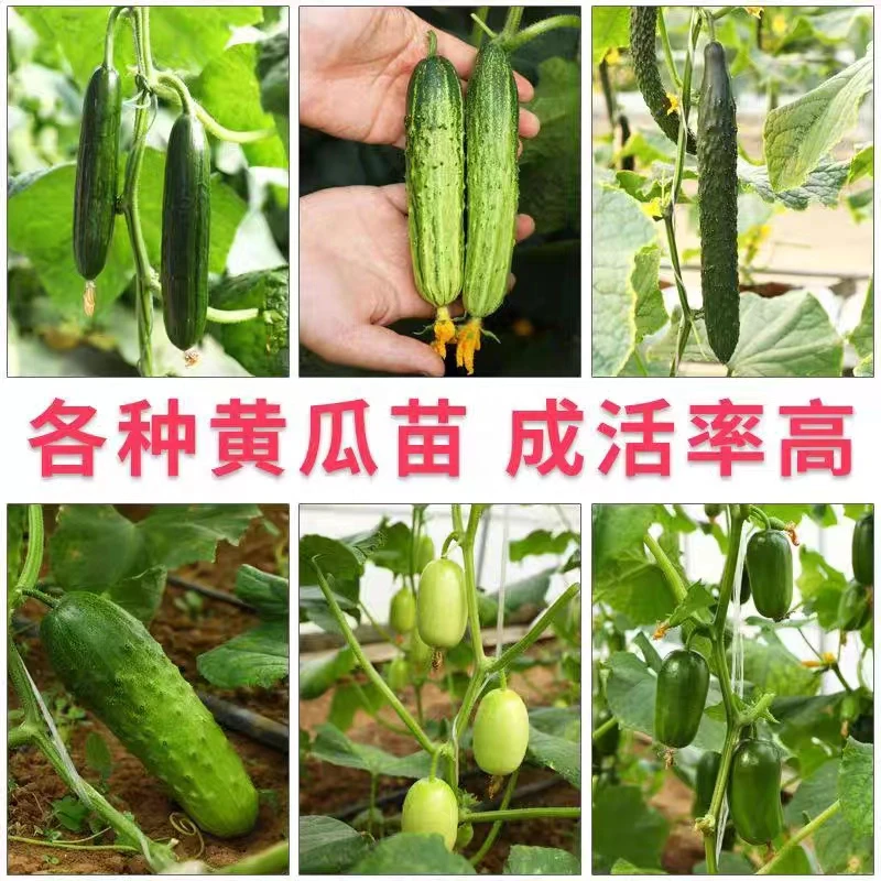 精选高产黄瓜青椒秧苗栽盆栽地栽阳台蔬菜种苗