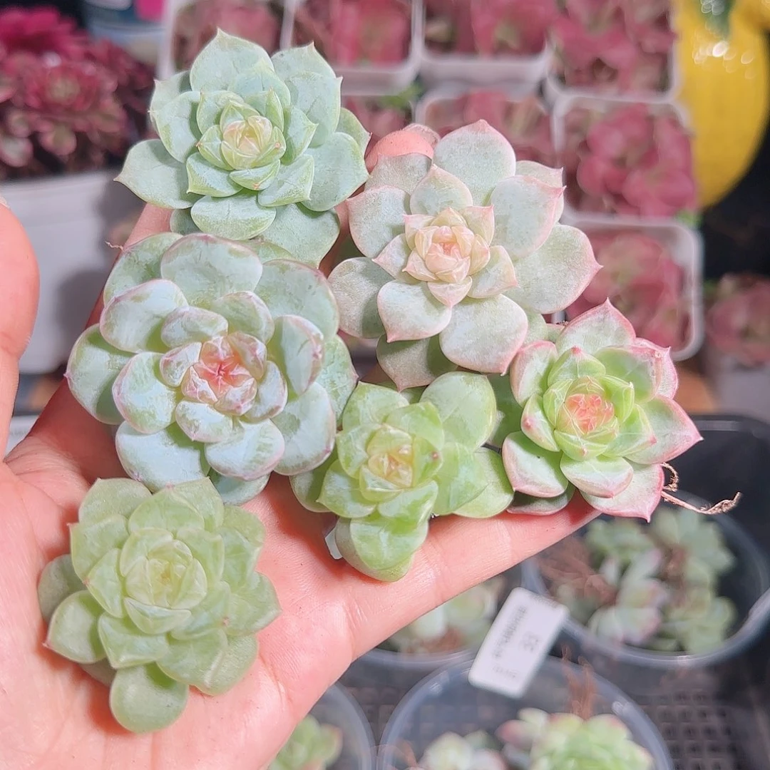 0714---34糖心珍妮
