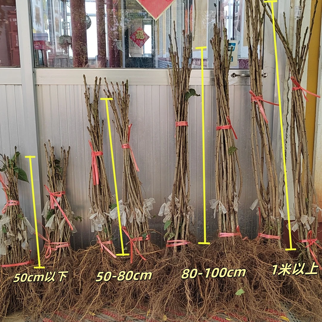 【主播推荐】一年苗樱桃苗黑珍珠果树授粉车厘子苗现挖发货优质结果