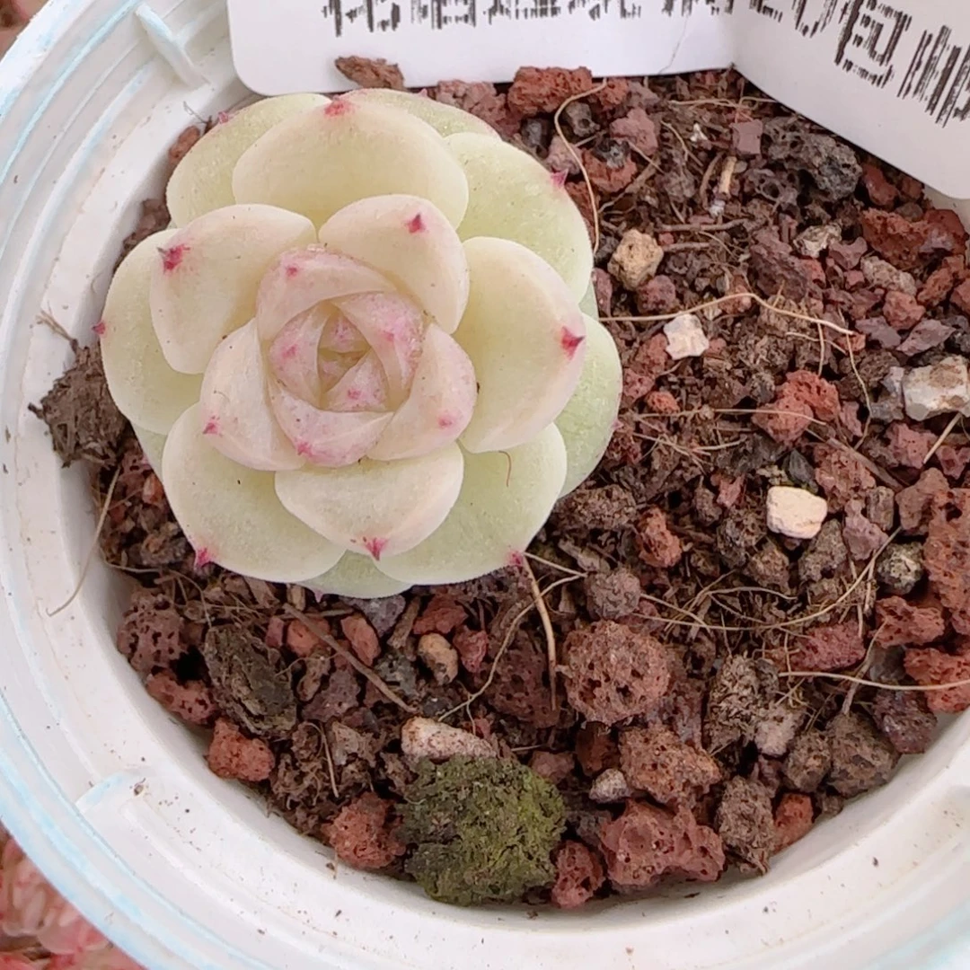 清***清花语多肉1217-167