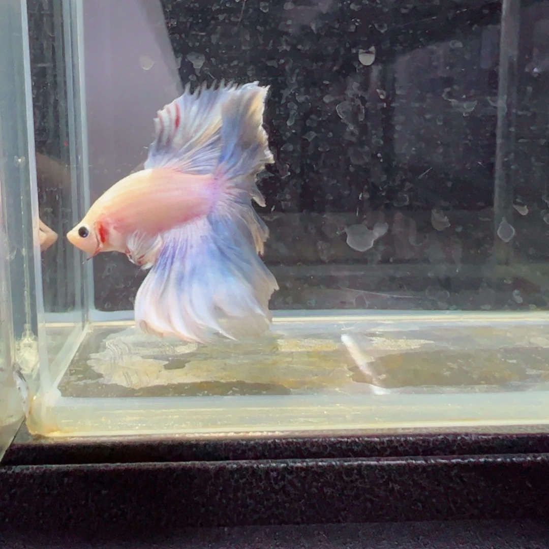 斗鱼浅色特殊尾hhhh