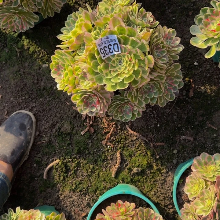 孔雀翎花25-17包邮花花