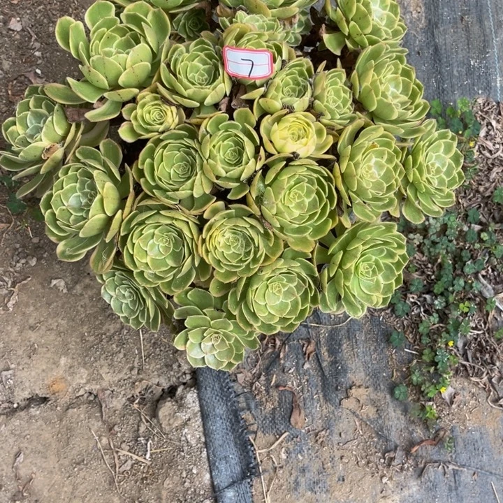 7粉花妖多肉植物法师