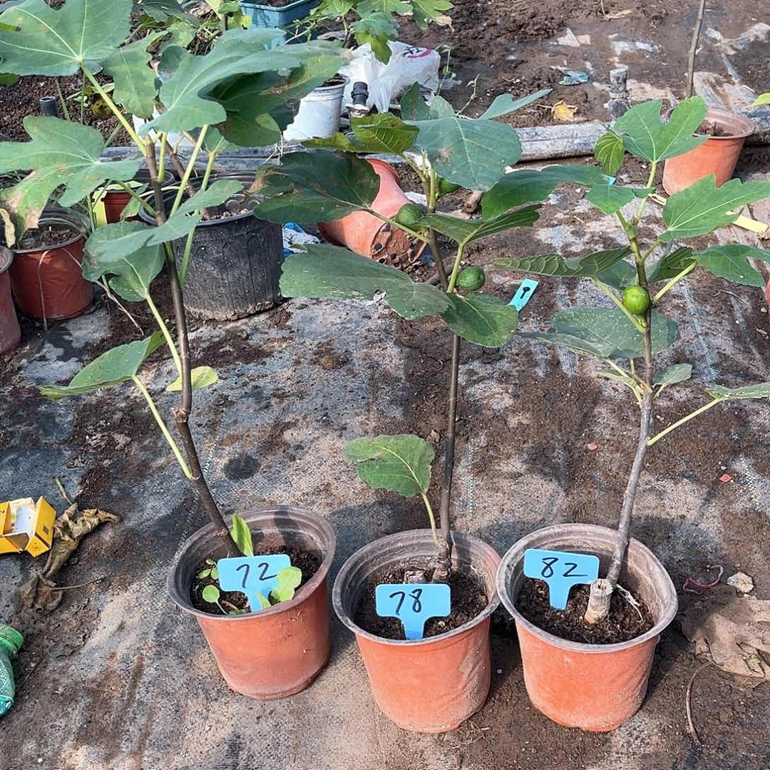 青皮无花果直播间优惠 82。78。72