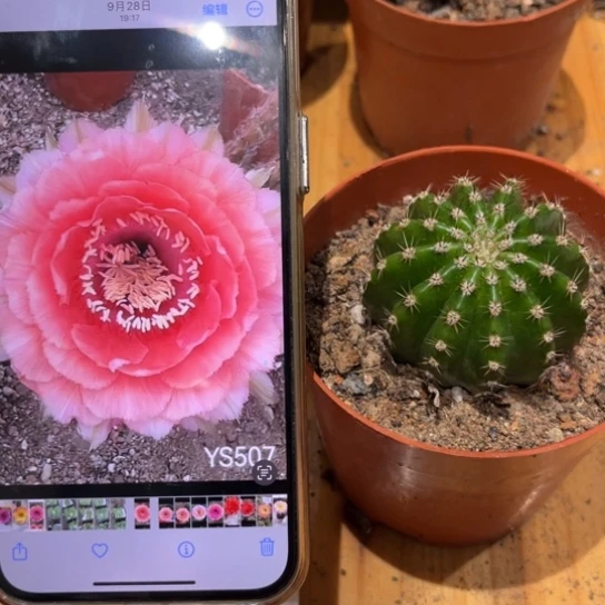 彩草507号5.5公分左右带根