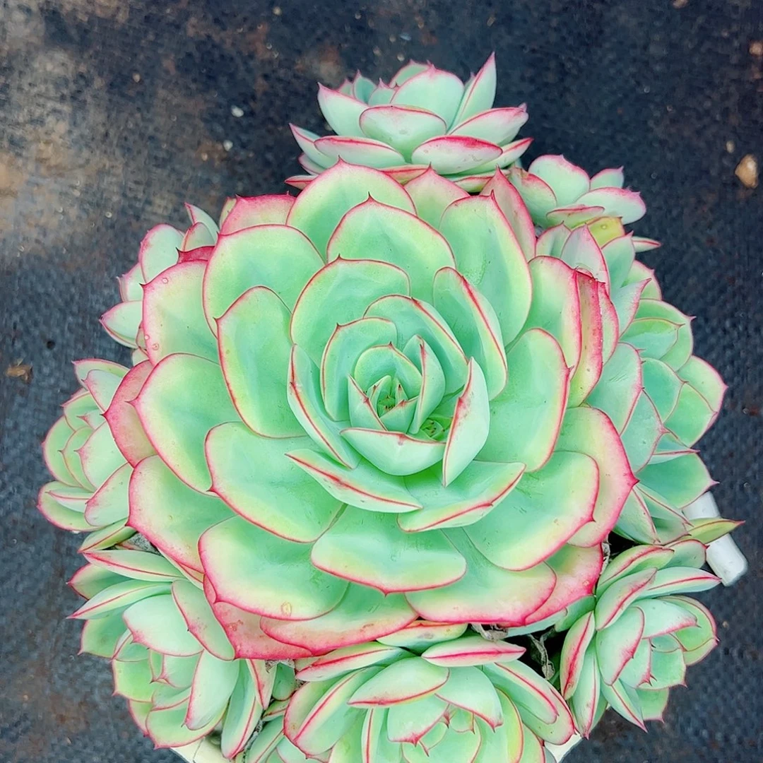 牡丹亭手捧一物一拍