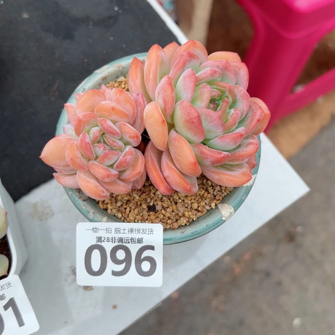 全明星老桩无盆土发货
