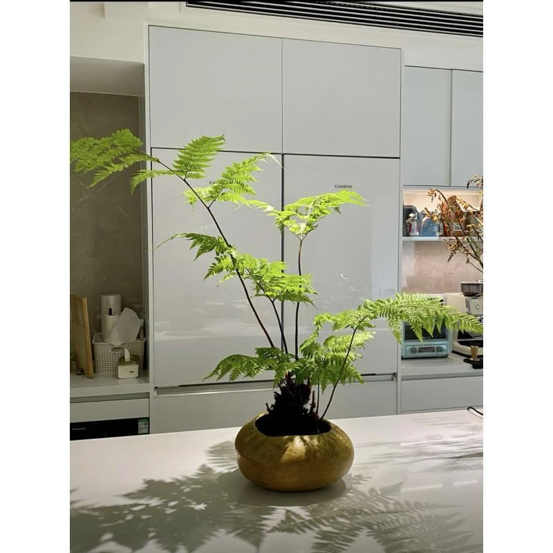 水培款金丝虹鳞蕨（室内养护给水就活）