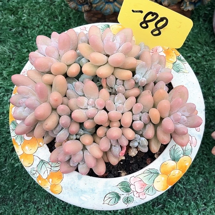 汤圆88号码牌子的话题