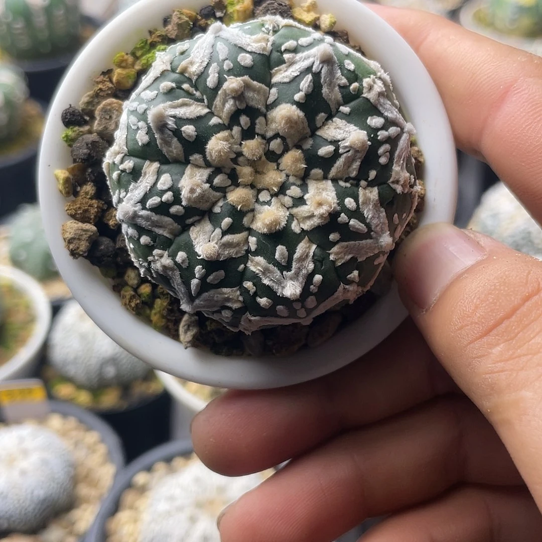 一物一拍泰系实生 205