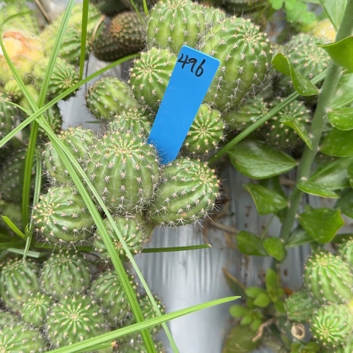 小*矮胖白檀1180白檀496