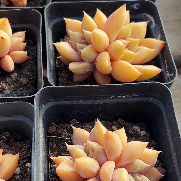 两盆   多头  金黄象牙