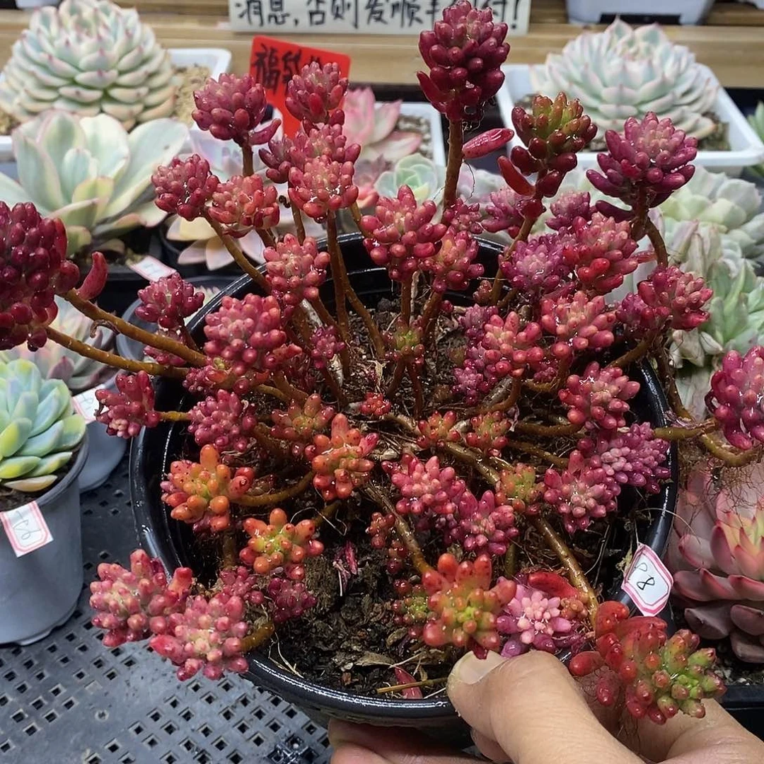 汤**人0398 虹之玉锦群