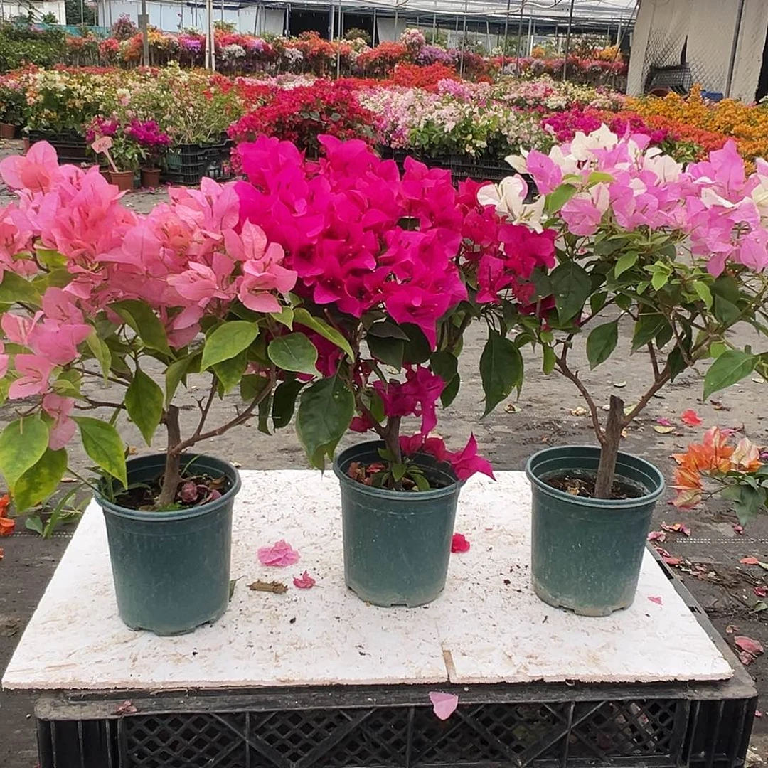 大部分花苞少量开放橙粉公主，黑玫瑰，广红英组合