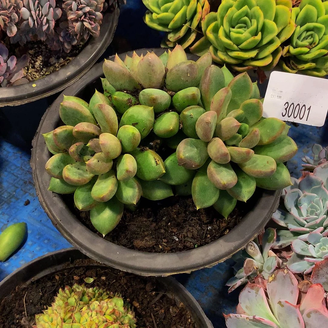 南***l    红象牙多肉30001