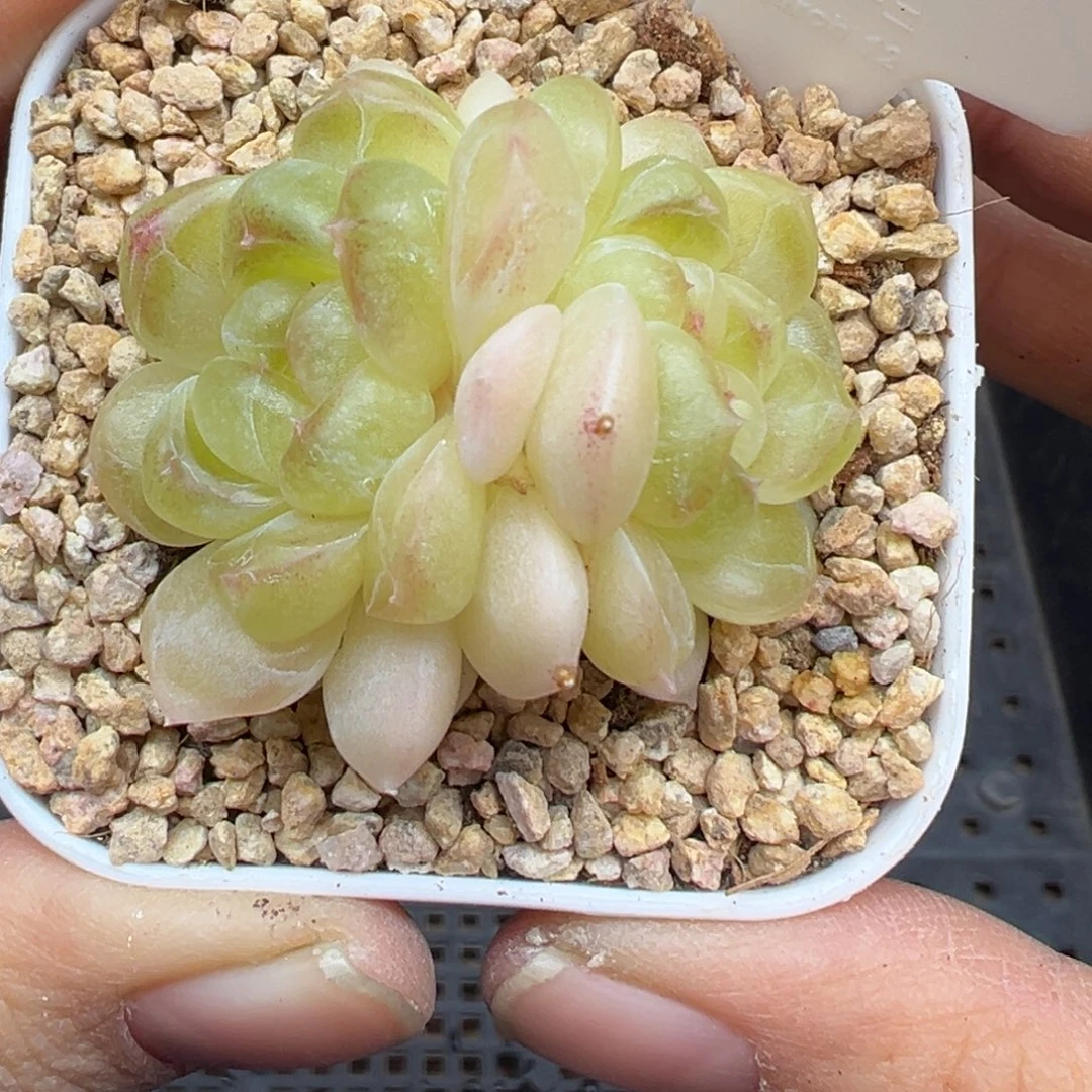 159号现金晗雨多肉植物