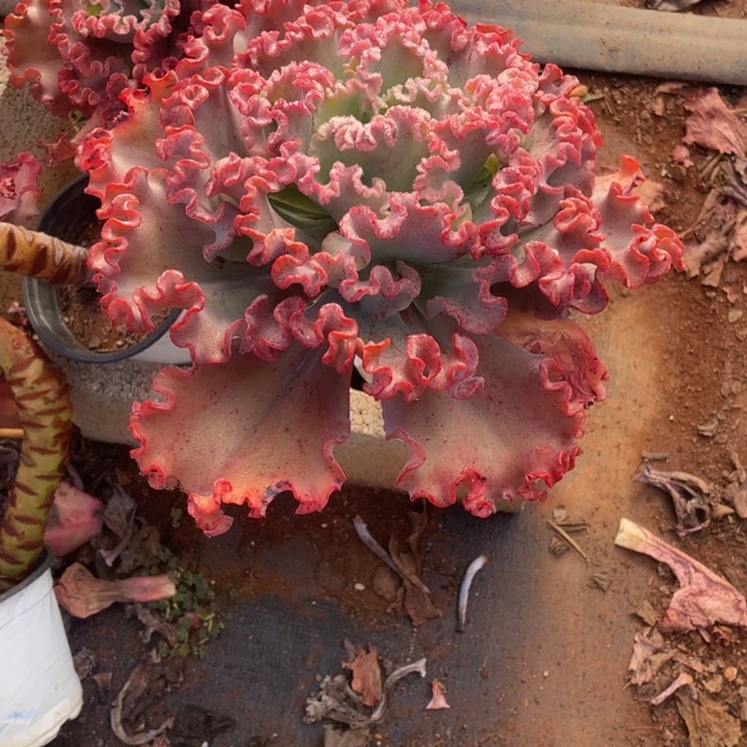 女王花笠老桩多肉1棵一组