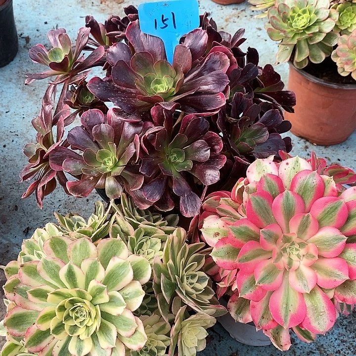 151 三科法师多肉