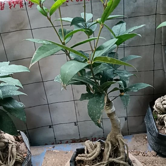 一***风完全开放四季丹桂