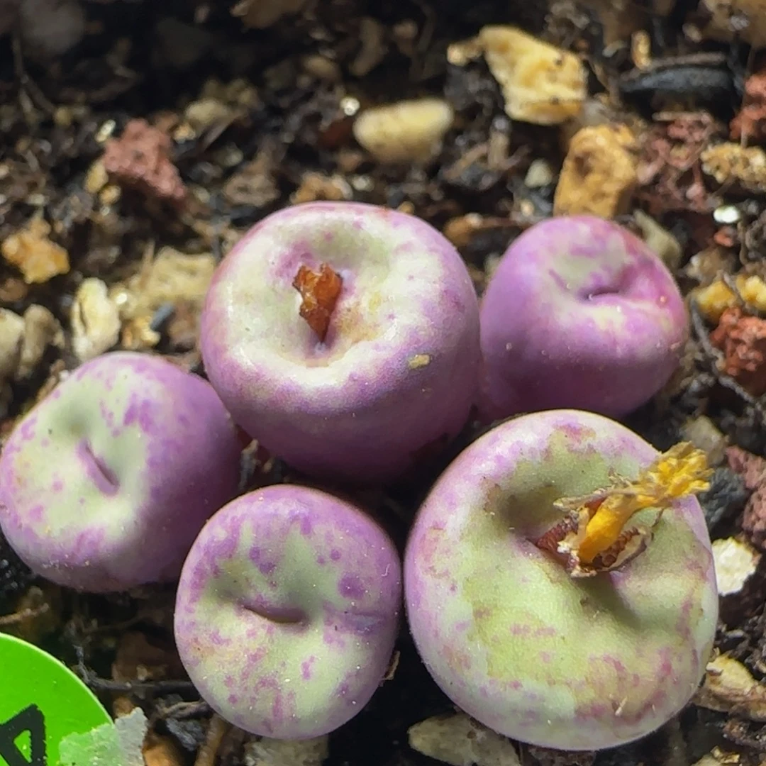 小红嘴群多肉植物453