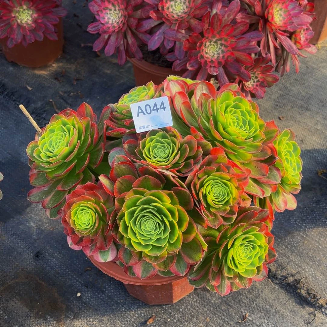 奶白多肉植物044