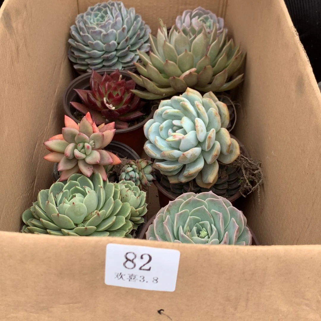 82一箱十棵不重复