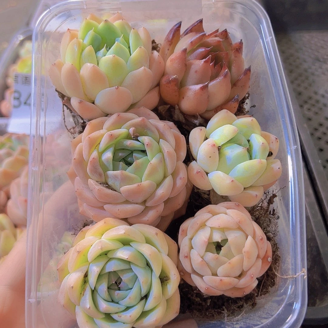 842拼盘，多肉植物发货