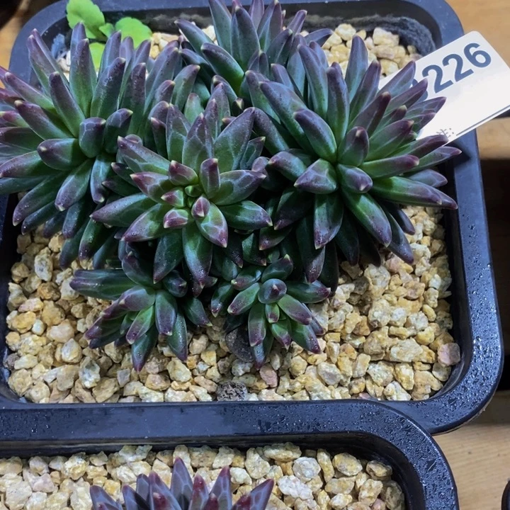 在家干了啥呀啊这就是