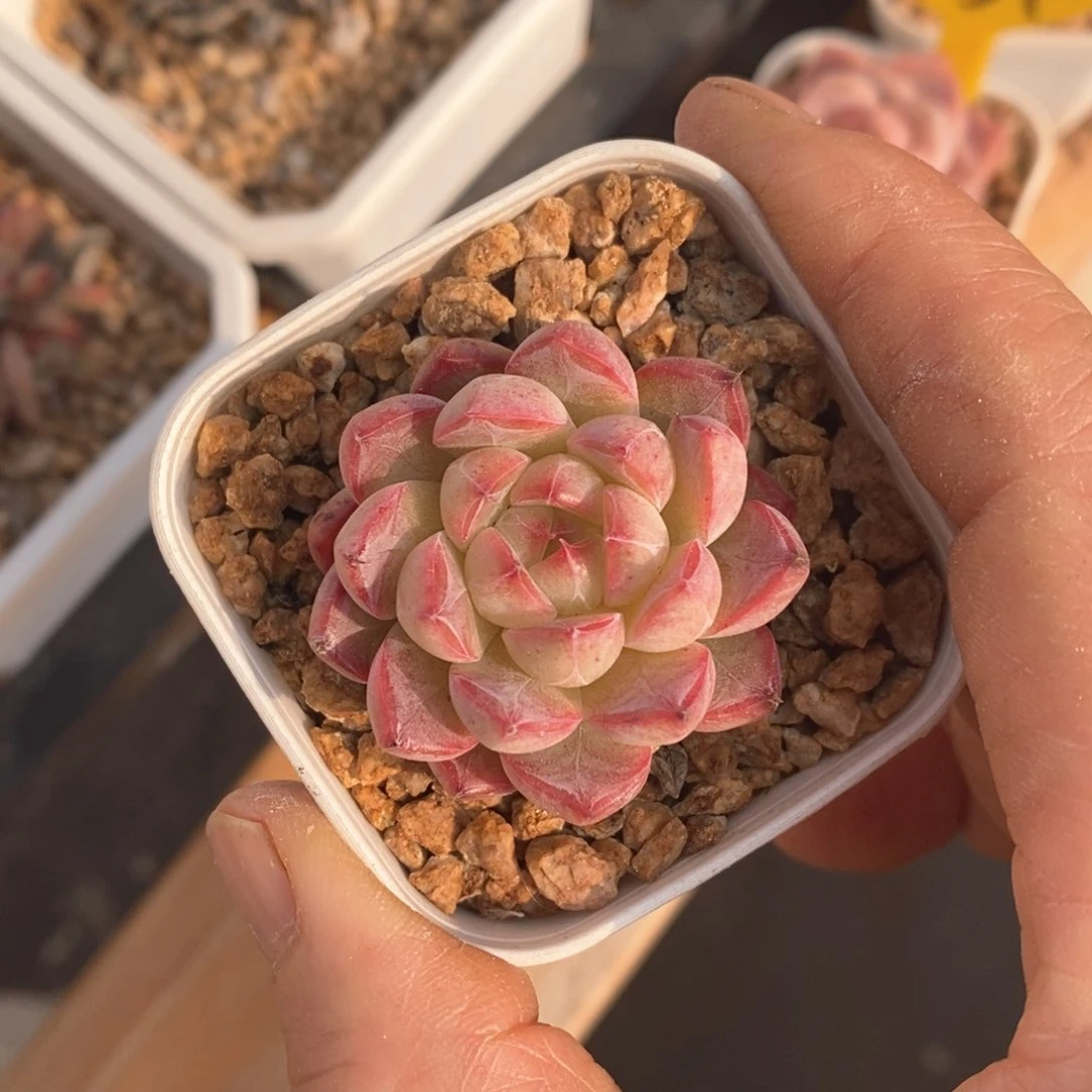 精品多肉一物一拍不包整80