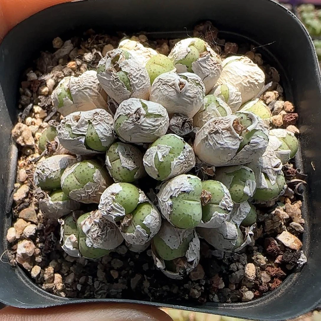 杂交开播福利37781