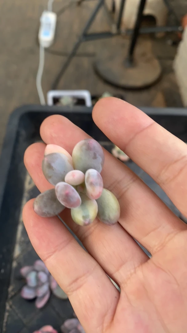 多肉植物多肉锦专拍3