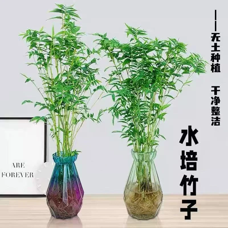 米竹小米竹凤尾竹水培米竹苔藓球植物室内耐阴桌面盆栽庭院观赏竹