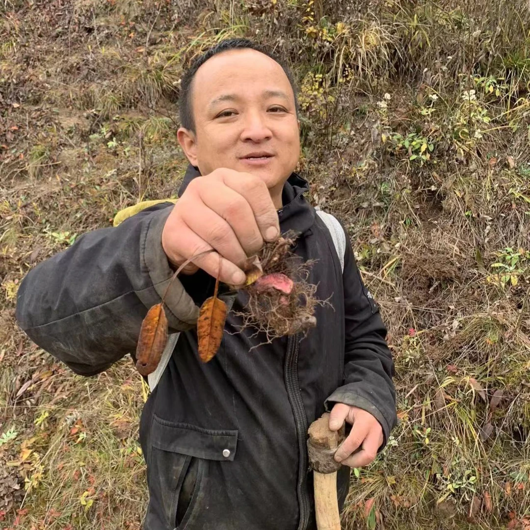 拳参 甘肃拳参 别名紫参大山里采挖非种植的 山东种植的