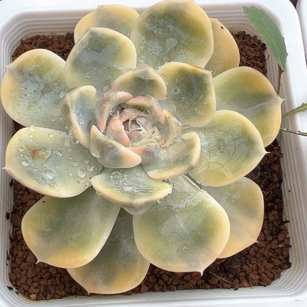汉堡锦 小方花圃一单包邮非偏远