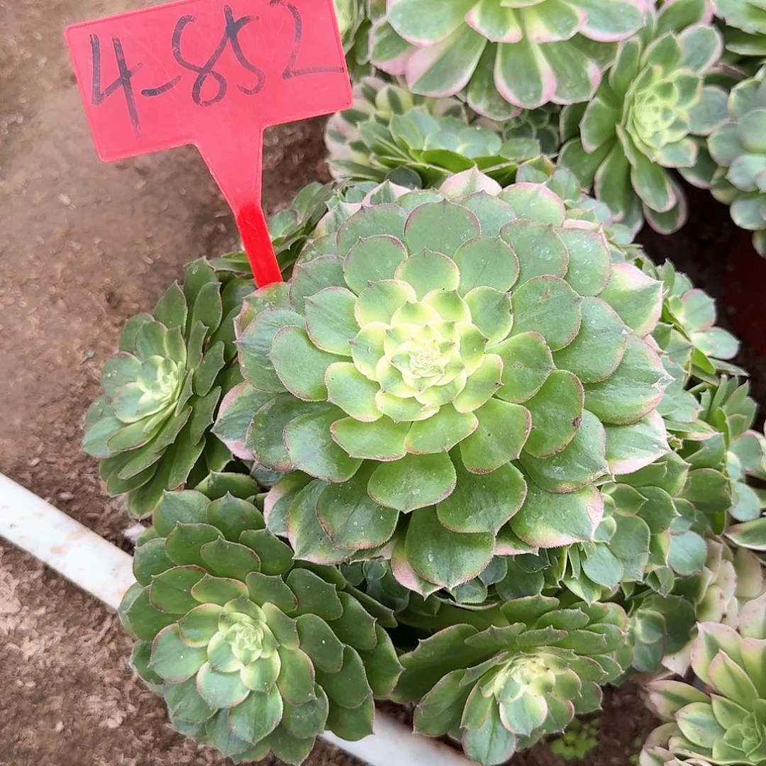 只****4-852海王多肉法师