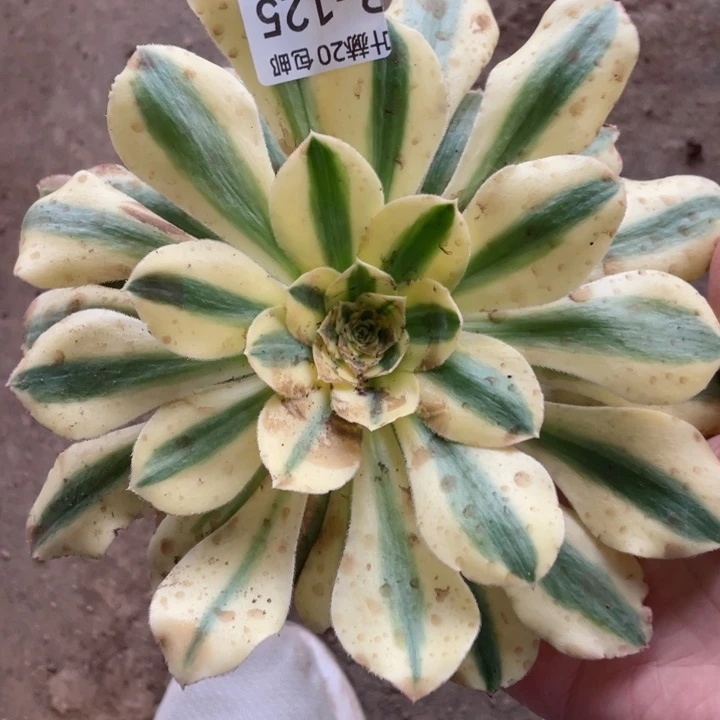 125绿破多肉123456783867