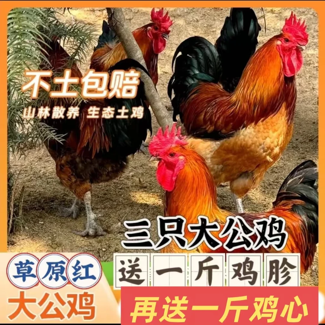 3只大公鸡共八斤